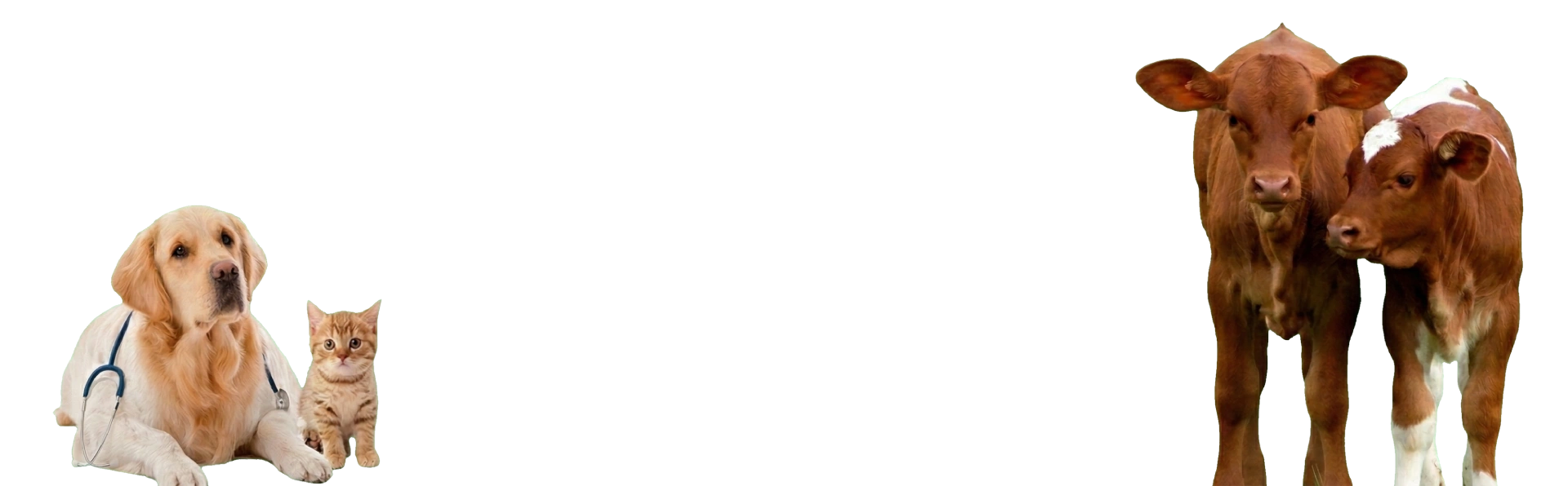 baner cta juan martin camino